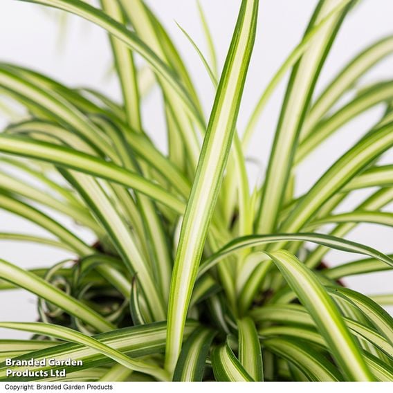 Chlorophytum comosum 'Atlantic'