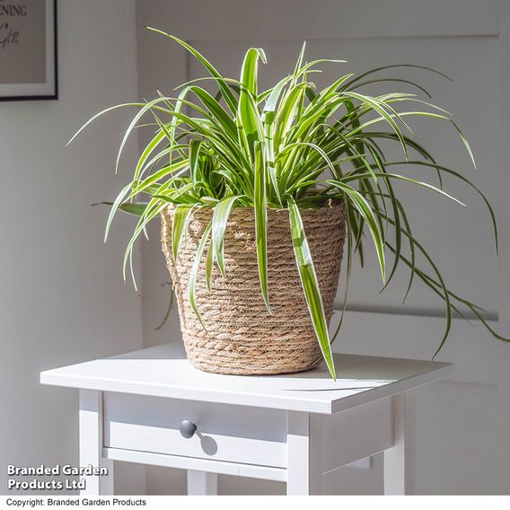 Chlorophytum comosum 'Variegatum'