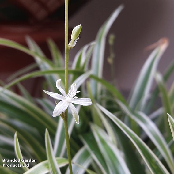 Chlorophytum comosum 'Variegatum'