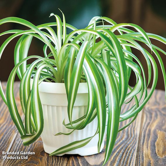 Chlorophytum comosum 'Variegatum'