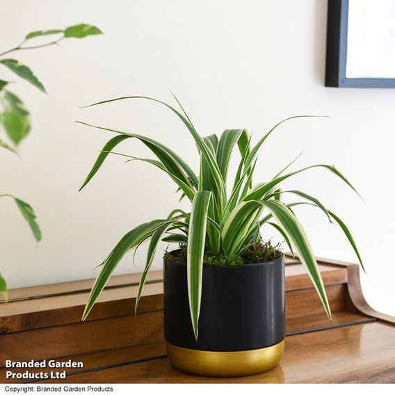 Chlorophytum comosum 'Variegatum'