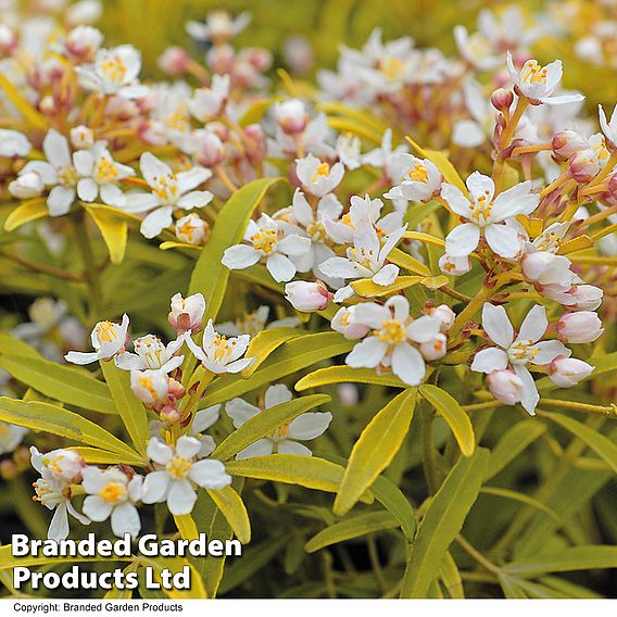 Choisya ternata 'Sundance'