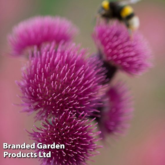 Cirsium rivulare 'Atropurpureum'