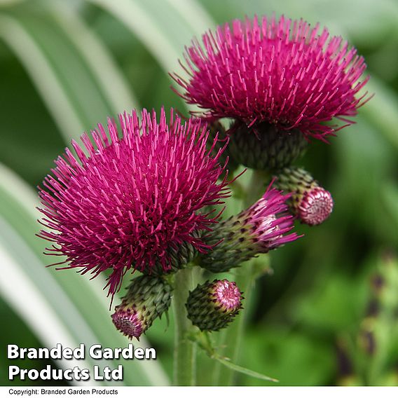 Cirsium rivulare 'Atropurpureum'