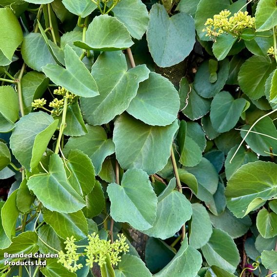Cissus rotundifolia