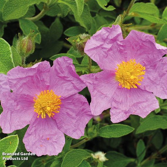 Cistus creticus