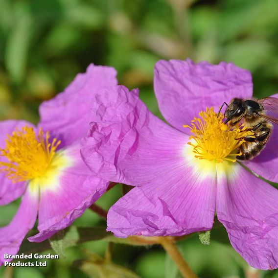Cistus creticus