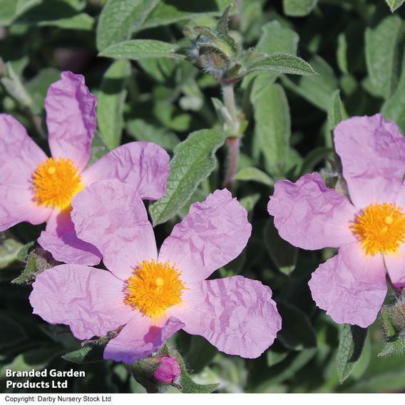 Cistus creticus