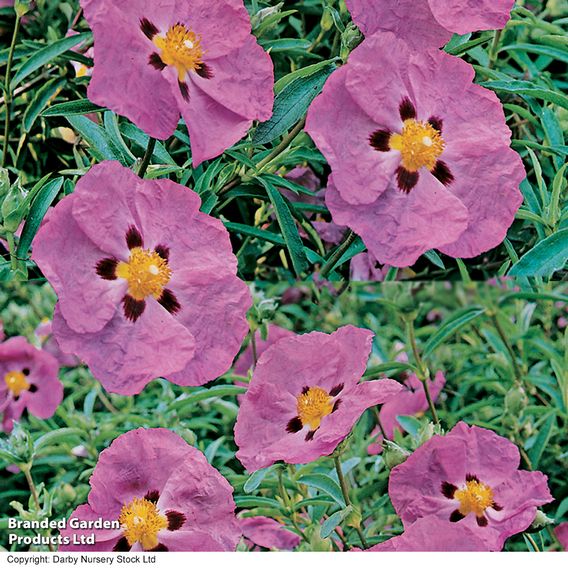 Cistus x purpureus