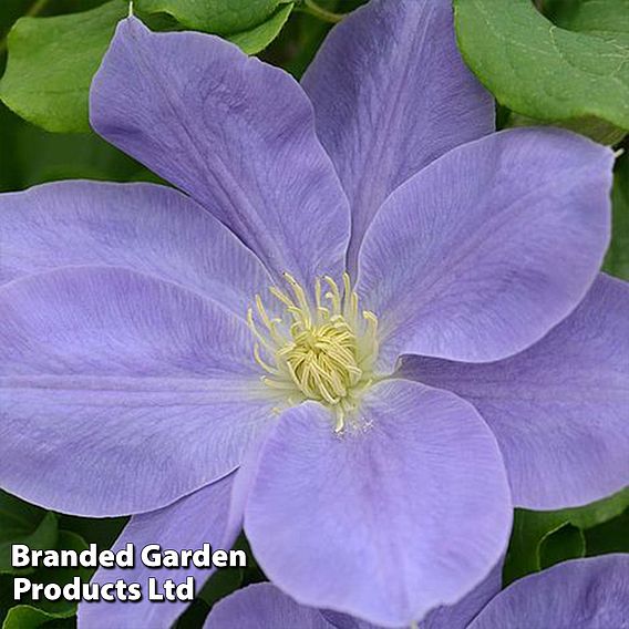 Clematis Diana's Delight™ evipo026