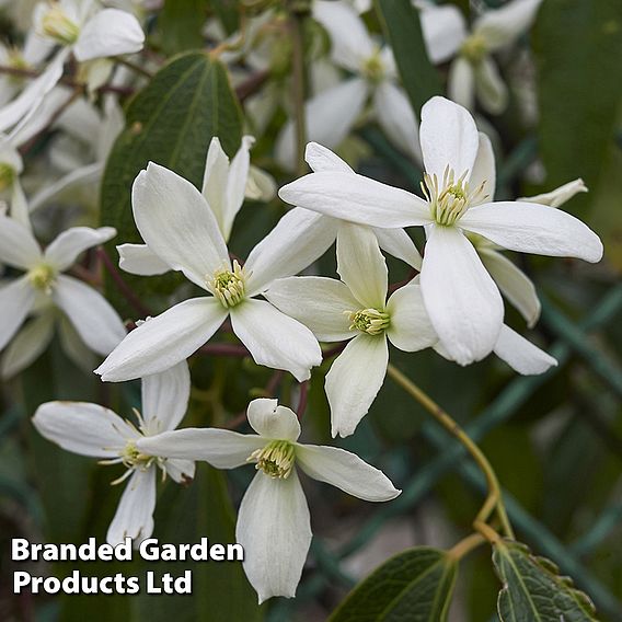 Clematis armandii