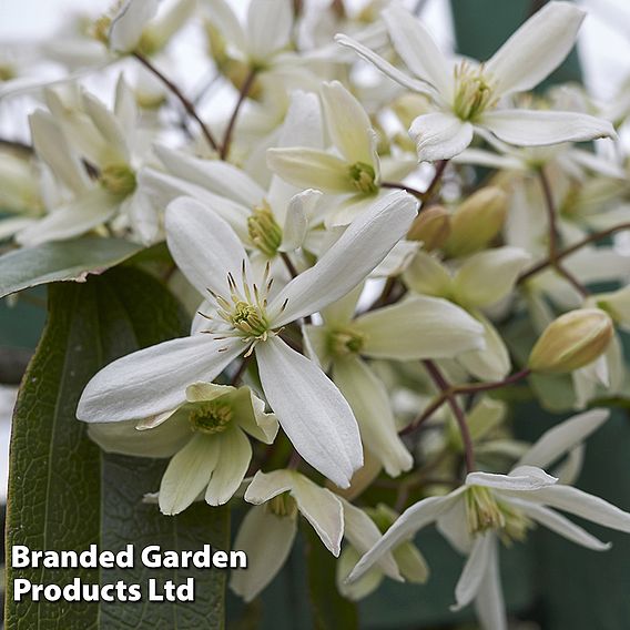 Clematis armandii