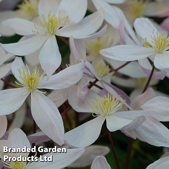 Clematis armandii