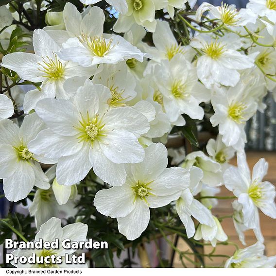 Clematis x cartmanii 'Avalanche'