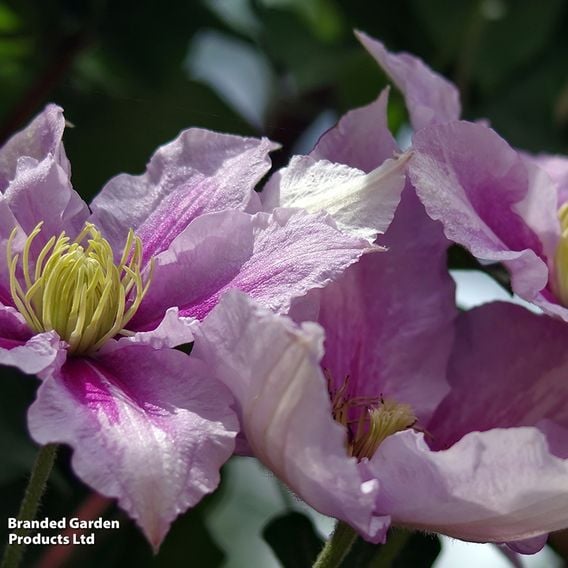 Clematis 'Bee's Jubilee'