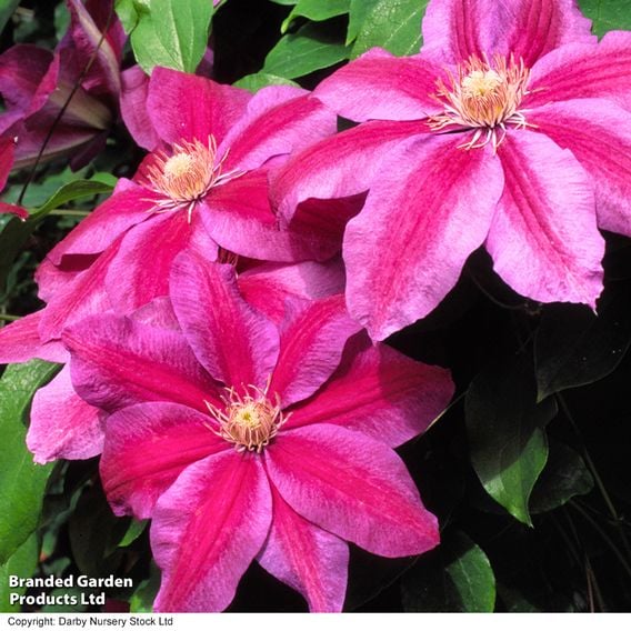 Clematis 'Vivienne Beth Currie'