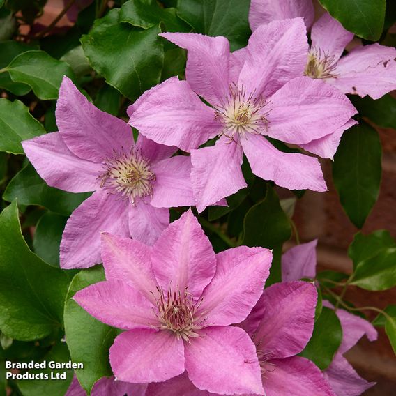 Clematis Giant Flowered Duo