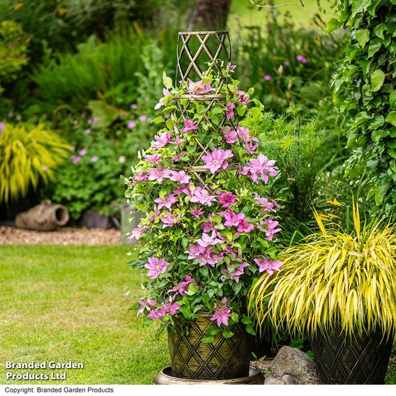 Clematis 'Bridgewater'