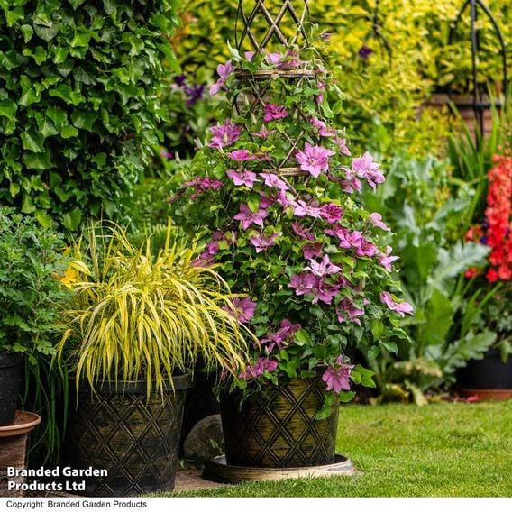 Clematis 'Bridgewater'