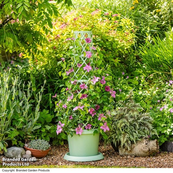 Clematis 'Bridgewater'