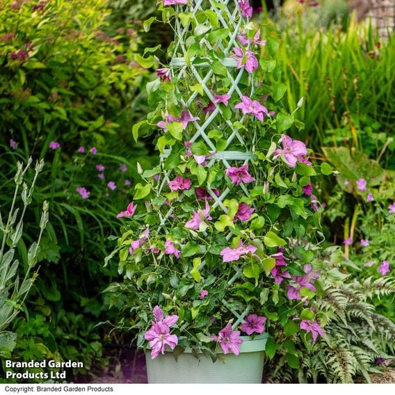 Clematis 'Bridgewater'