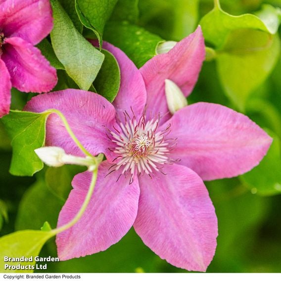 Clematis 'Bridgewater'