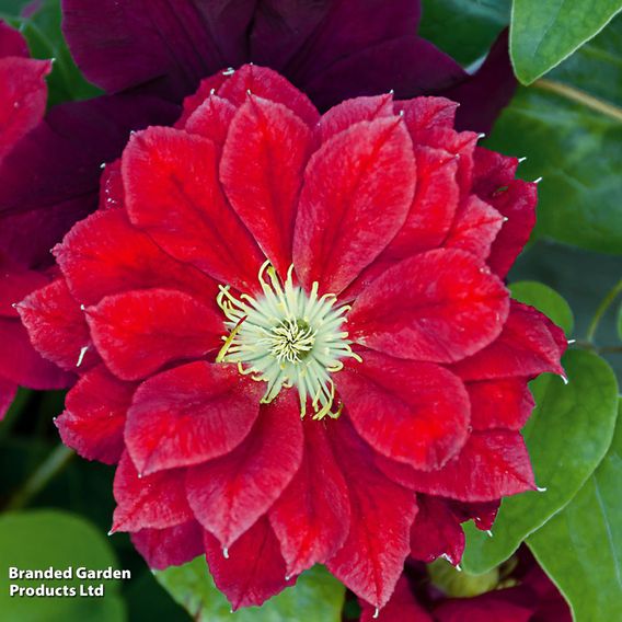 Clematis Double Flowered Collection