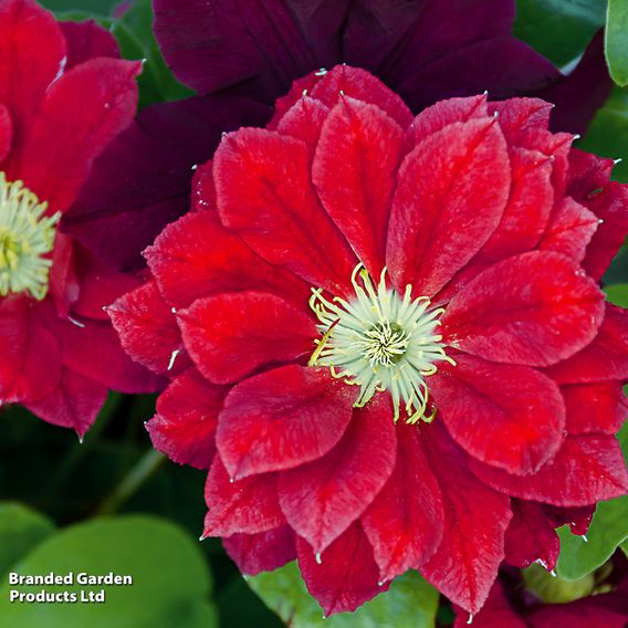 Clematis 'Charmaine'