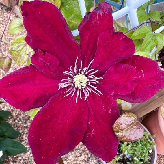 Clematis 'Charmaine'