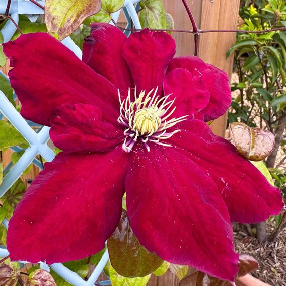 Clematis 'Charmaine'