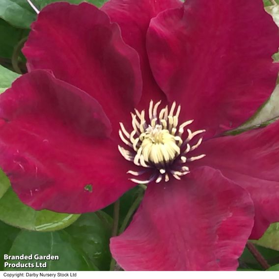 Clematis 'Charmaine'