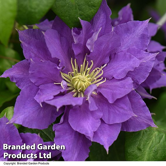 Clematis Chelsea&trade; evipo051
