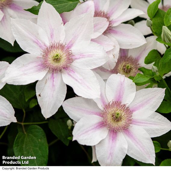 Clematis Corinne™ evipo063