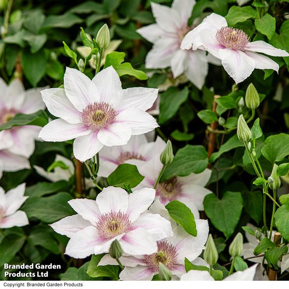Clematis Corinne™ evipo063