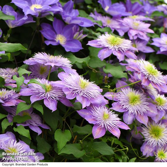 Clematis Crystal Fountain™ evipo038
