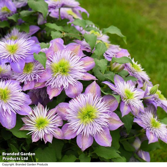 Clematis Crystal Fountain™ evipo038