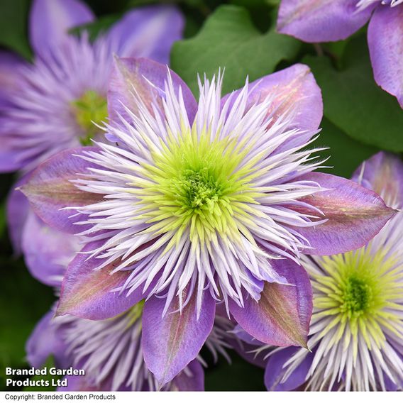 Clematis Crystal Fountain™ evipo038
