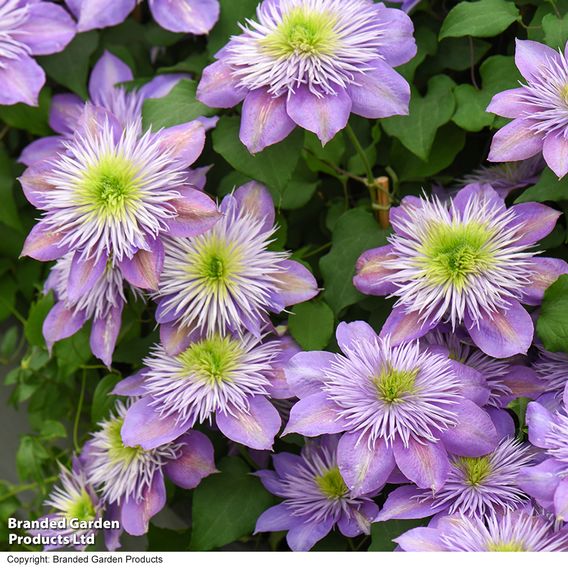 Clematis Crystal Fountain™ evipo038