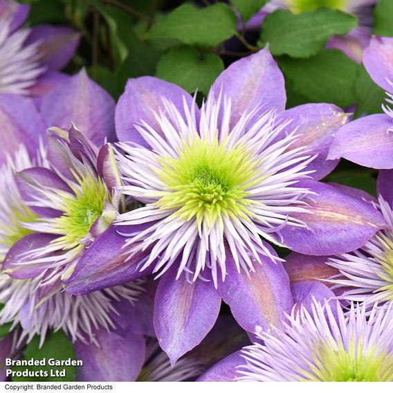 Clematis Crystal Fountain™ evipo038