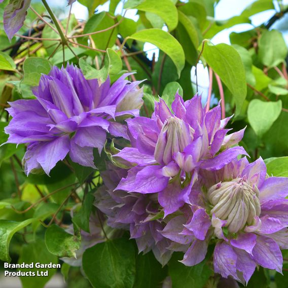 Clematis Double Flowered Collection