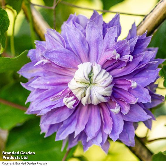 Clematis Diamantina™ evipo039