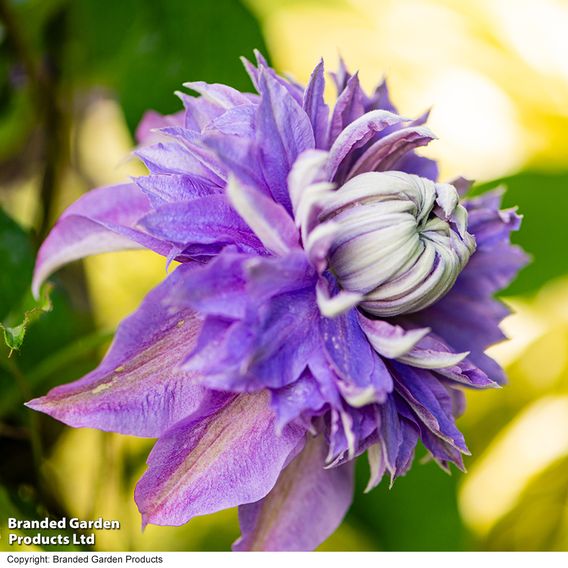Clematis Diamantina™ evipo039