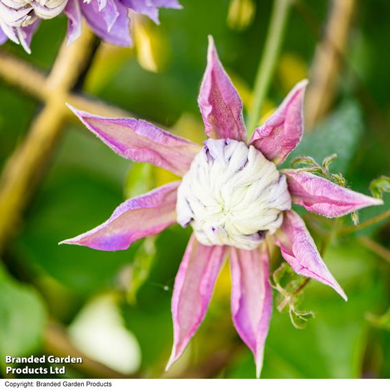 Clematis Diamantina™ evipo039