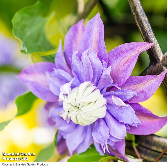 Clematis Diamantina™ evipo039