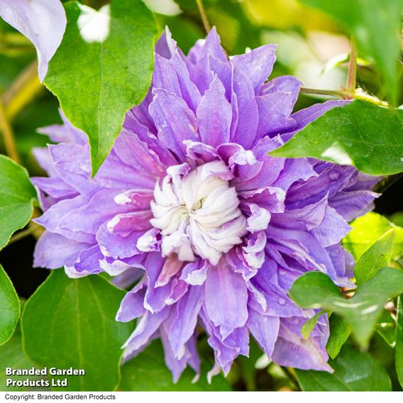 Clematis Diamantina™ evipo039