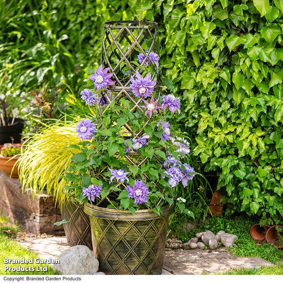 Clematis Diamantina™ evipo039
