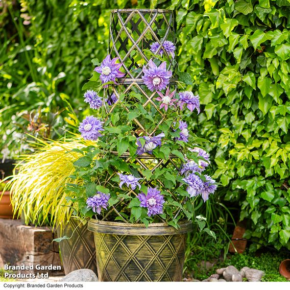 Clematis Diamantina™ evipo039