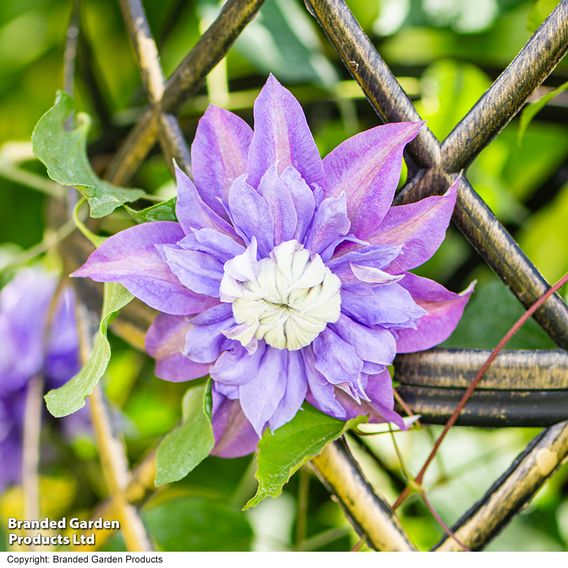 Clematis Diamantina™ evipo039