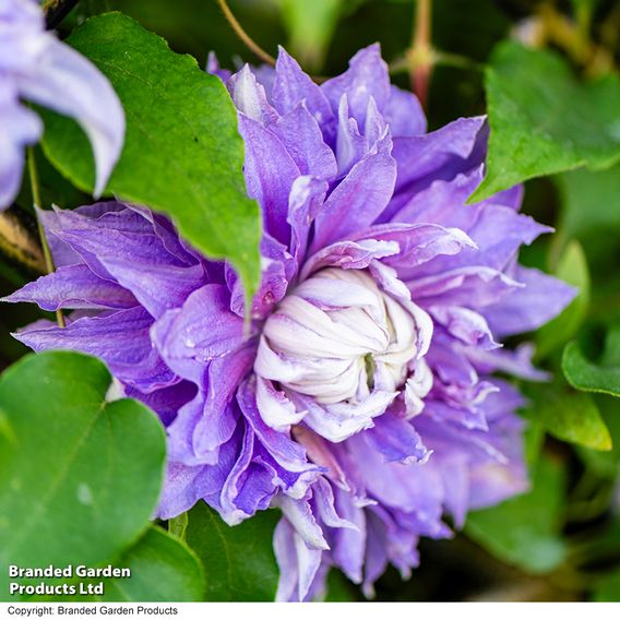Clematis Diamantina™ evipo039