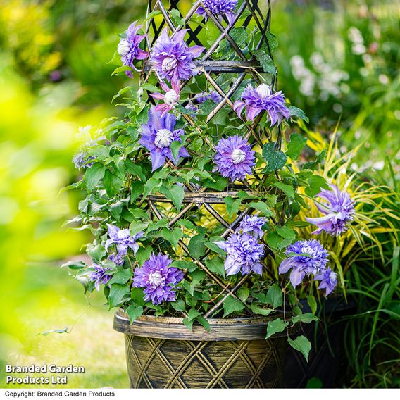 Clematis Diamantina™ evipo039